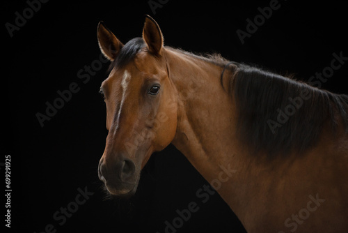 Portret gniadego konia na czarnym tle 