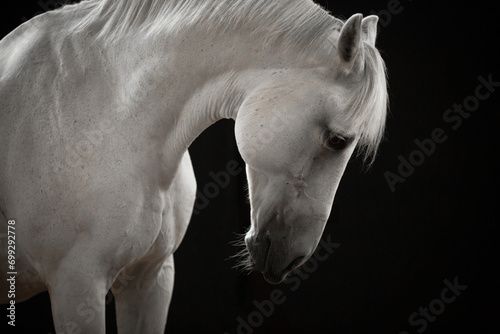 Portret siwego (białego) konia na czarnym tle photo