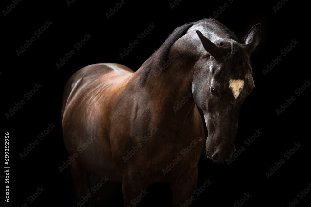 portret karego konia na czarnym tle  - obrazy, fototapety, plakaty 