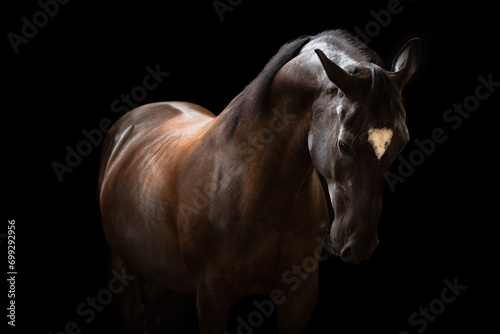 portret karego konia na czarnym tle  photo