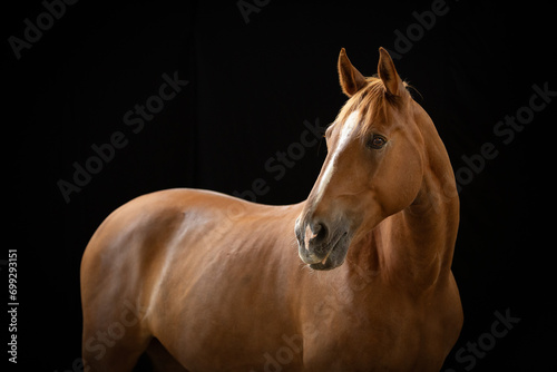 Portret kasztanowatego  rudego  konia na czarnym tle 