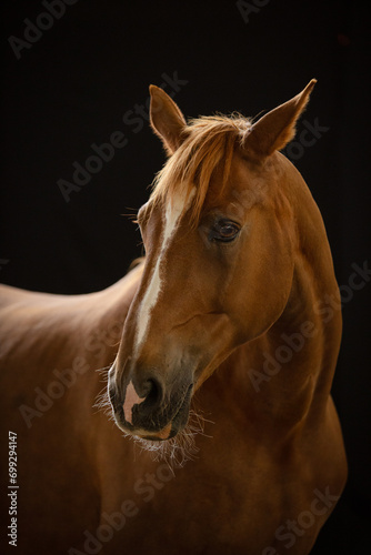 Portret kasztanowatego (rudego) konia na czarnym tle 