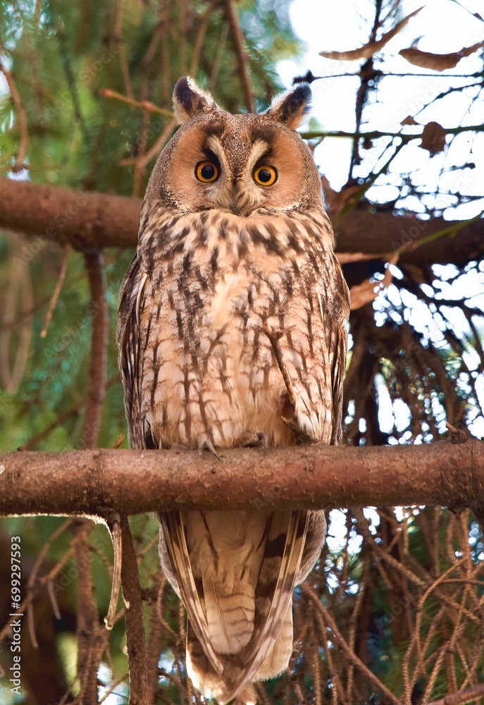 Owl is not scared of me. Owl is not scared of me.