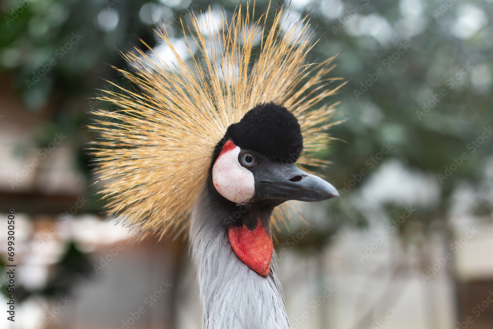 Fototapeta premium Closeup of the splendid Grey Crowned Crane with its spiky yellow hair