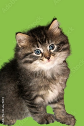 Kitten with green background © Lori