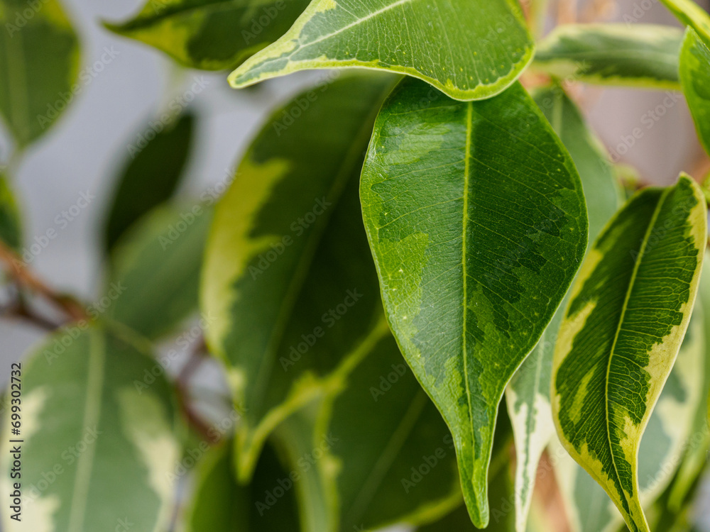 Obraz premium green juicy bright leaf of a home plant