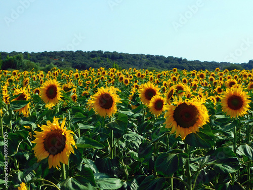 Beautiful Yellow Sunflower in a Fresh and Green Field