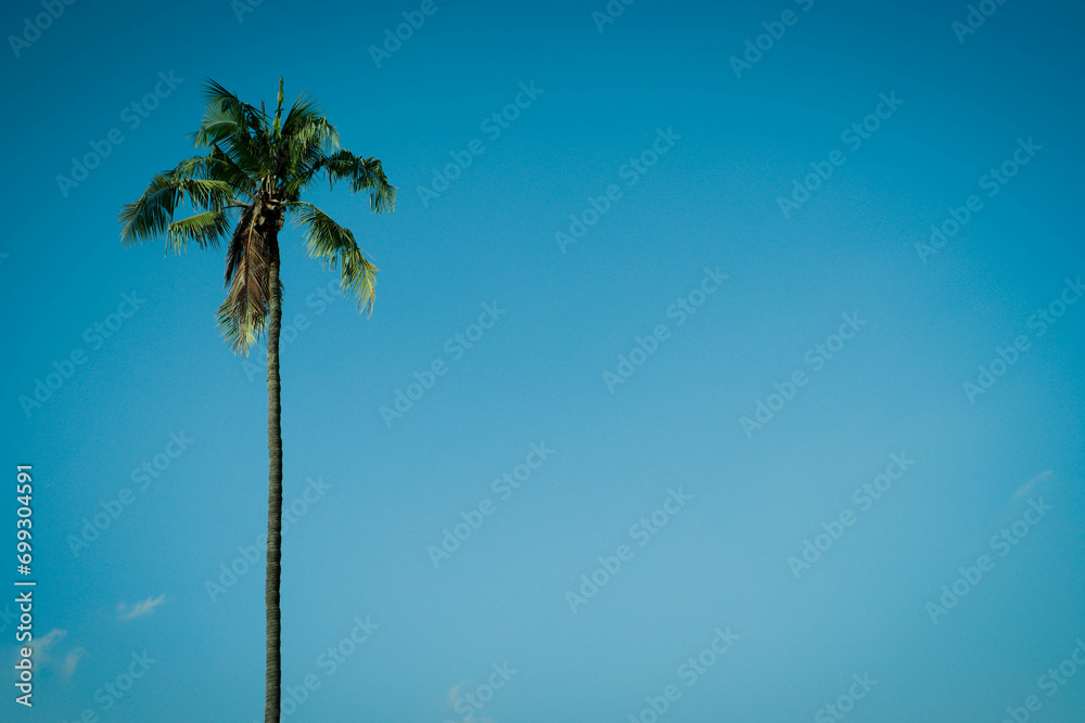 Fototapeta premium palm tree on blue sky background