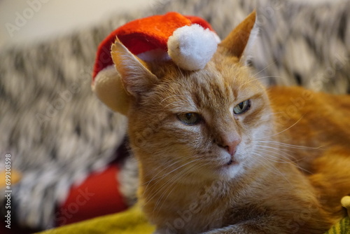 Santa Cat