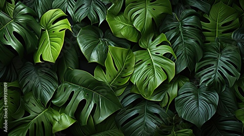 natural background  tropical leaves in Asia and Thailand. Tropical leaf Background.