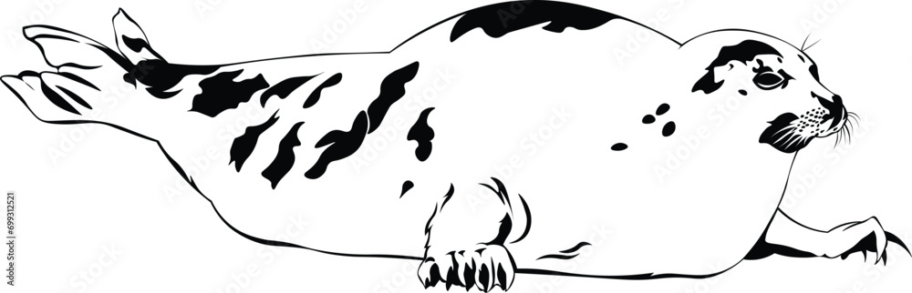 Obraz premium Cartoon Black and White Isolated Illustration Vector Of A Seal