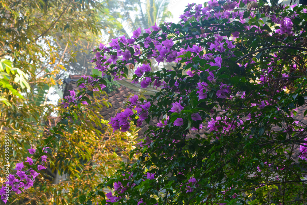 Obraz premium Photo of bougainvillea flowers (Bougainvillea) on the terrace of the house