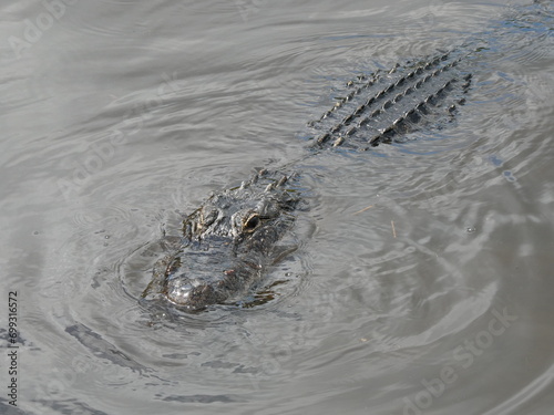 American alligator swimming in the wild.