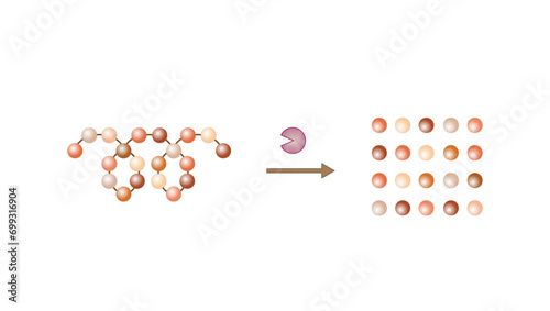 Protein Digestion. Proteases Enzymes (proteinases and peptidases) are digesting the protein into small peptide chains then into single amino acids, to be absorbed into the blood stream. Vector design.