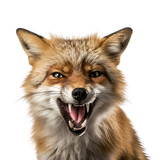 A Close up Capture of a Fox, Half Body, Isolated on Transparent Background, PNG