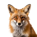 Fox in Detail: A Close up Half Body Photo, Isolated on Transparent Background, PNG