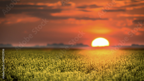 sunset over the field