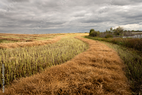 field of wheat
