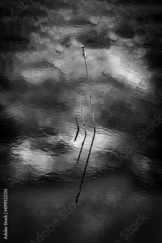 silhouette of three reeds 