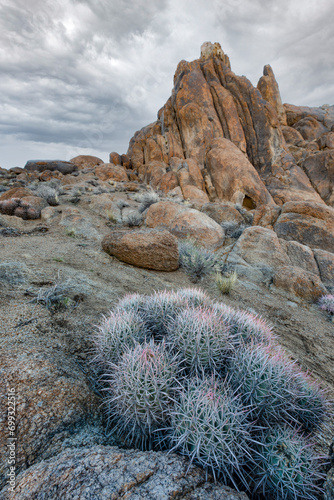 cactus in the desert