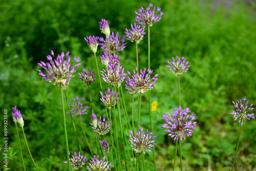 Bright lilac flower decorative onion Allium on a green background Bright lilac flower decorative onion Allium on a green background
