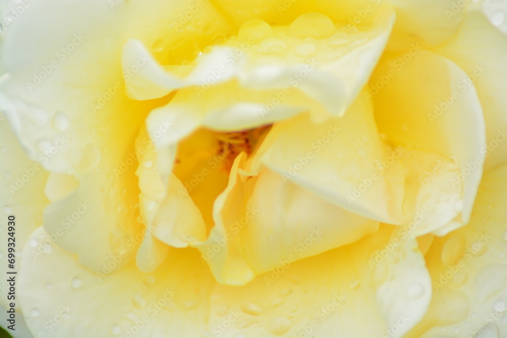 Close up of Fresh beautiful yellow rose petals. Close up of Fresh beautiful yellow rose petals.