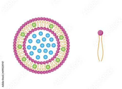 Liposome, with hydrophilic and hydrophobic loads. Phospholipids, Drug encapsulation. Vector illustration.	

