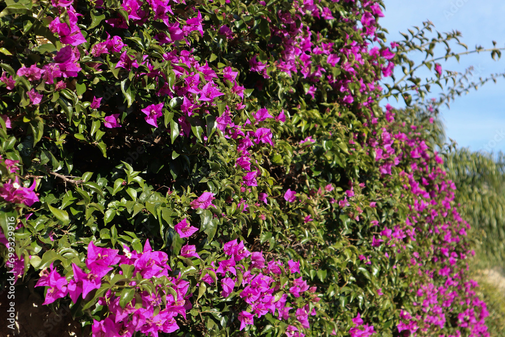 Close-up of a blooming bougainvillea, partly out of focus
