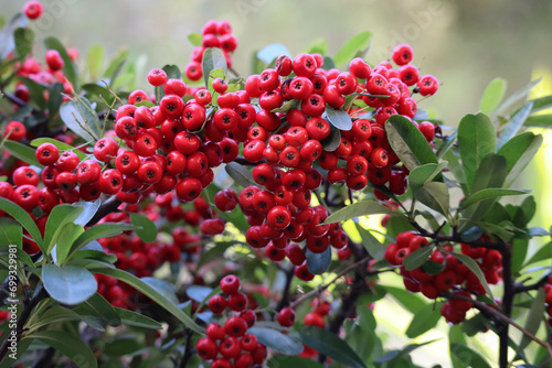 Pyracantha crenulata in November on the French Riviera photo