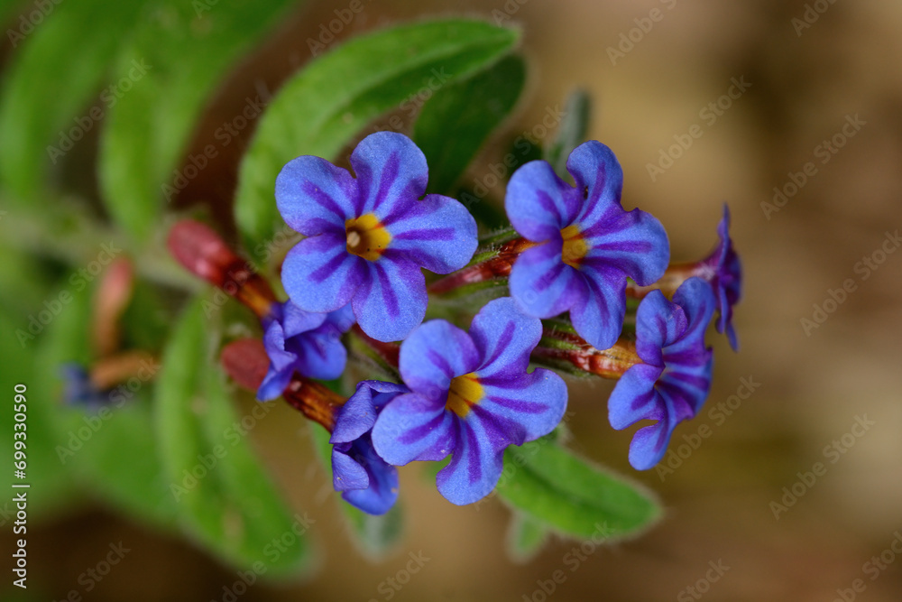 Alkanna macrophylla, Boraginaceae, endemic plant with blue flowers in Turkey. Alkanna macrophylla, Boraginaceae, endemic plant with blue flowers in Turkey.