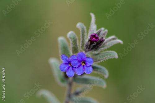 Alkanna macrophylla, Boraginaceae, endemic plant with blue flowers in Turkey.