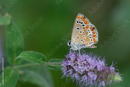 Brown Argus butterfly on purple coloured flower. Polyommatus agestis photo