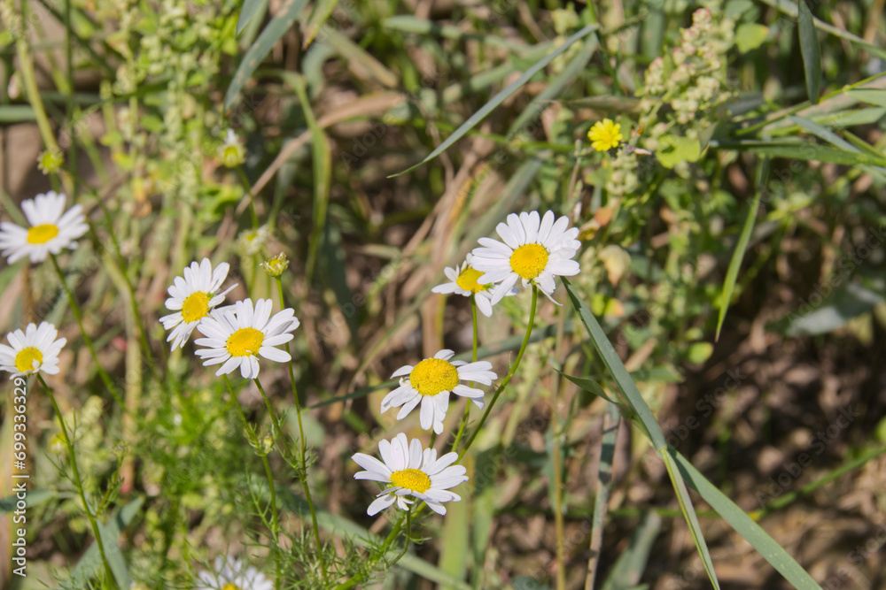 Wild Daises Blooming in Summer 