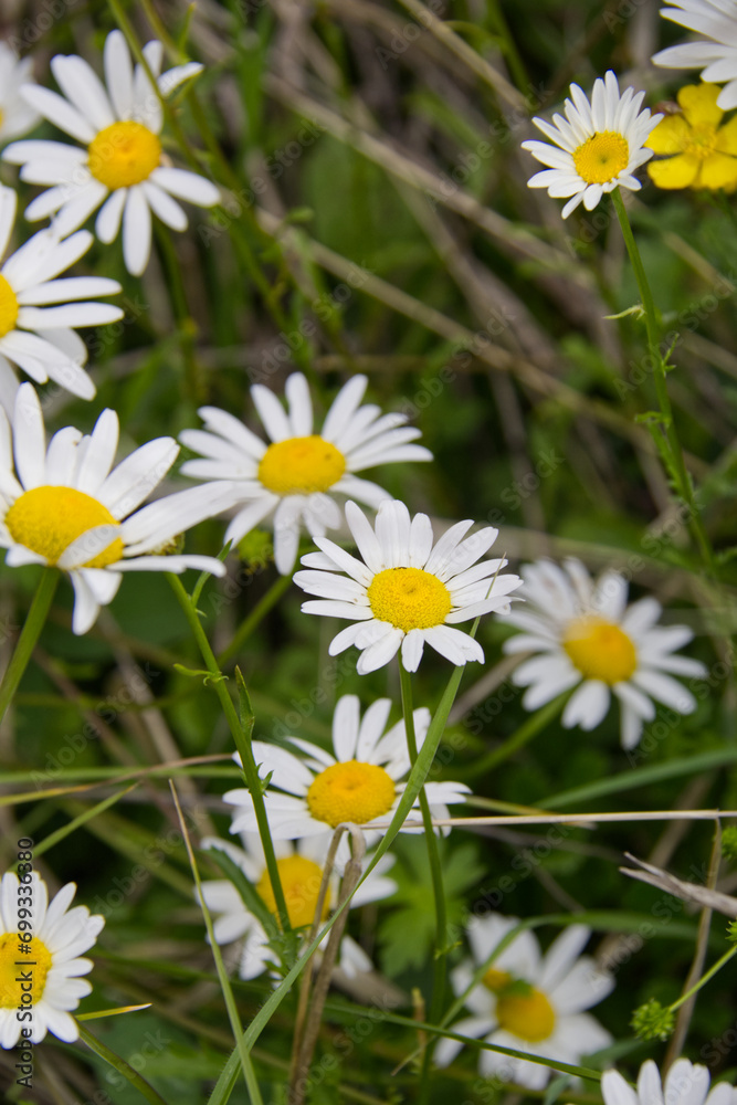 Fototapeta premium Wild Daises Blooming in Summer 