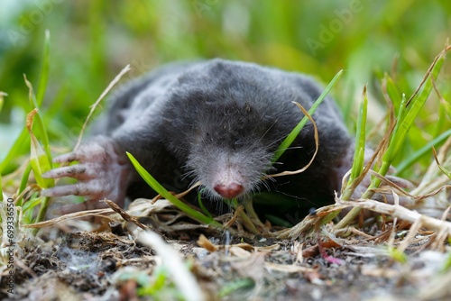 European mole (Talpa europaea), frontal view, running across a meadow, Middle Elbe Biosphere Reserve, Dessau-Rosslau, Saxony-Anhalt, Germany, Europe photo