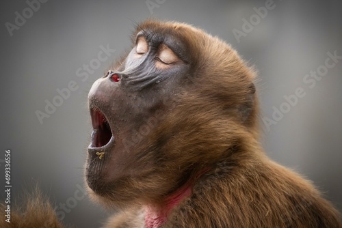 Djelada or gelada baboon (Theropithecus gelada), yawning, occurrence Ethiopia, captive, Germany, Europe photo