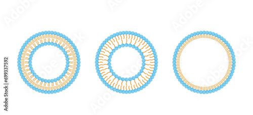 Liposome structure, phospholipid bilayer with hydrophilic head and hydrophobic tails. Niosome, single chain surfactant molecule (nonionic). Micelle, amphiphilic colloidal structure. Drug delivery. photo