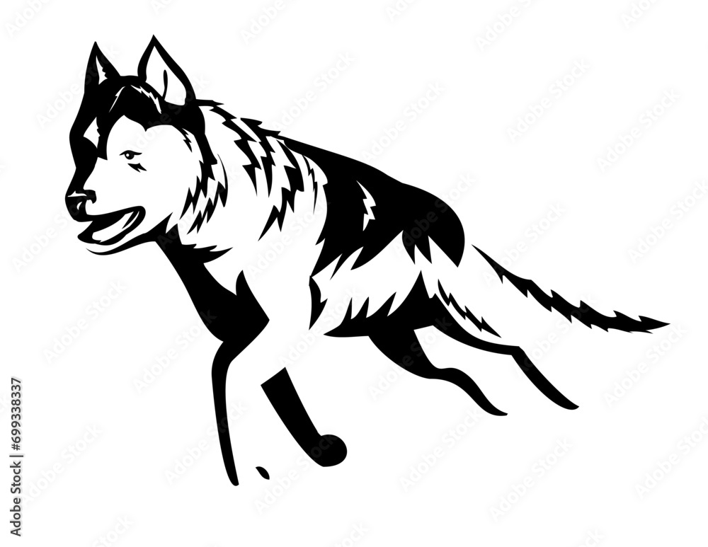 Retro style illustration of a Siberian Husky running viewed from front on isolated background done in black and white.
