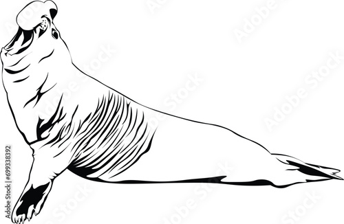 Cartoon Black and White Isolated Illustration Vector Of A Large Walrus