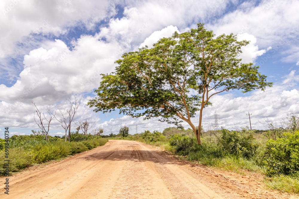 paisagem natural na cidade de Corumbá, região do Pantanal Sul, Estado do Mato Grosso do Sul, Brasil