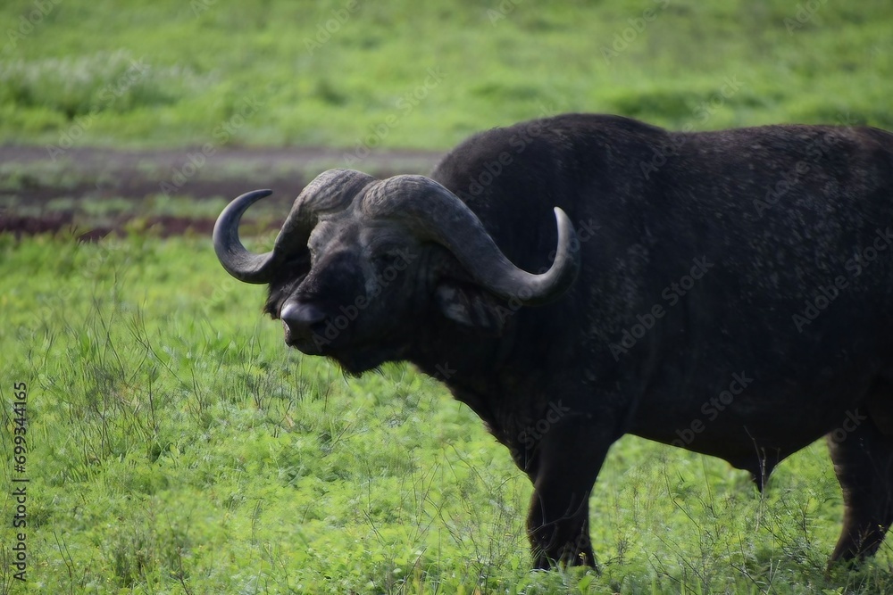 buffalo in the field