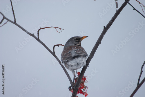 Bird fieldfare (Turdus pilaris) Cesena