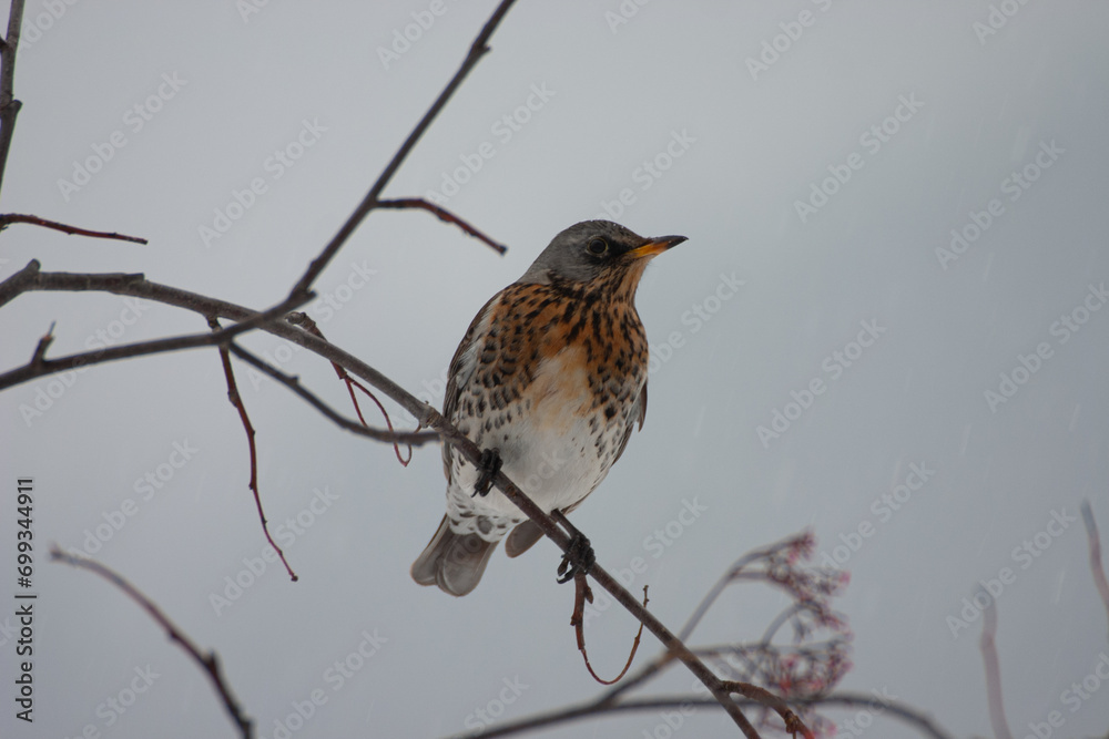 Bird fieldfare (Turdus pilaris) Cesena Bird fieldfare (Turdus pilaris) Cesena