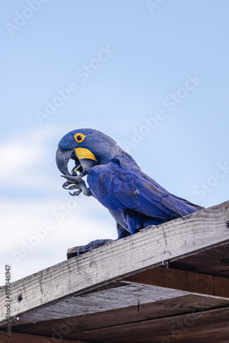 Arara azul na cidade de Corumbá, região do Pantanal Sul, Estado do Mato Grosso do Sul, Brasil photo