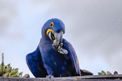 Arara azul na cidade de Corumbá, região do Pantanal Sul, Estado do Mato Grosso do Sul, Brasil photo