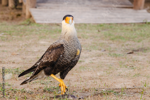 gavião carcará na cidade de Corumbá, região do Pantanal Sul, Estado do Mato Grosso do Sul, Brasil