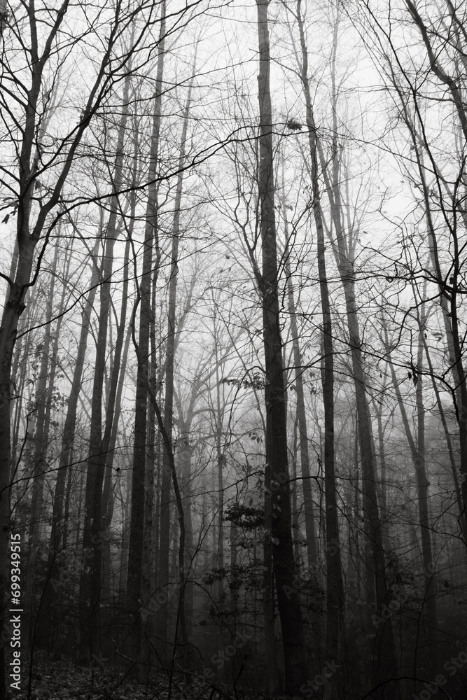 Winter forest on a foggy day, with fallen trees, bare branches, and a gloomy mood. Winter forest on a foggy day, with fallen trees, bare branches, and a gloomy mood.
