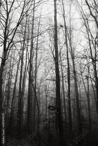 Winter forest on a foggy day, with fallen trees, bare branches, and a gloomy mood. 