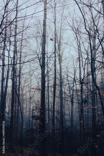 Winter forest on a foggy day, with fallen trees, bare branches, and a gloomy mood. 