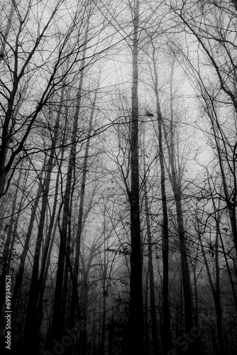Winter forest on a foggy day, with fallen trees, bare branches, and a gloomy mood. 